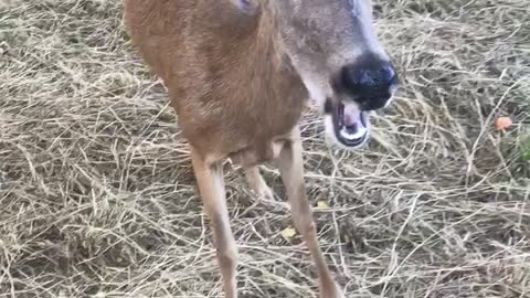 Deer eating nectarines