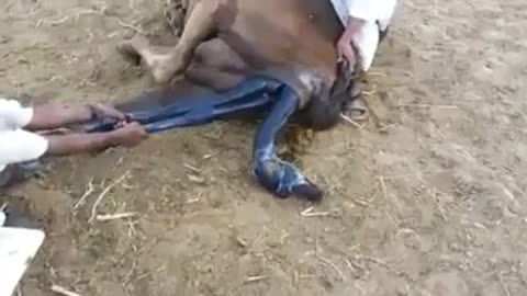 Geant Baby camel birth in sahara