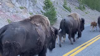 Protective Bison Herd Shields Calves From Traffic