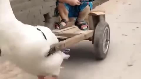 Cute duck and baby .