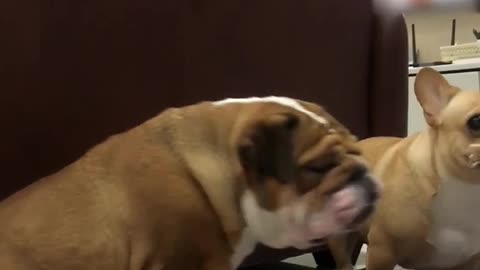 Two Dogs Engage in Playful Tussle Over a Chip