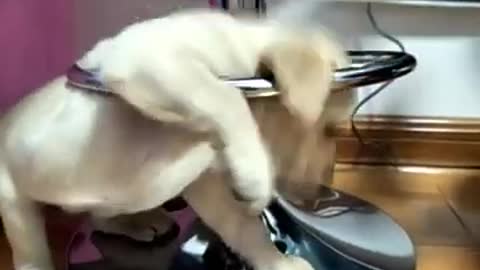 You will get STOMACH ACHE FROM LAUGHING SO HARD 😆😆🐶Funny Dog