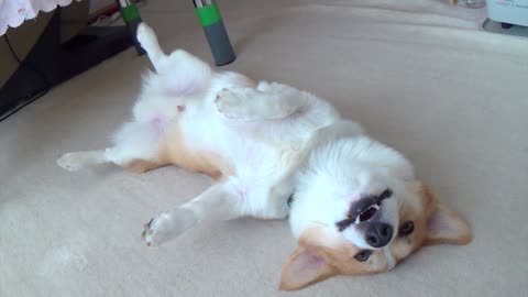 Bored Corgi dog lying on his back