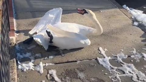 Swan was stuck in a fence