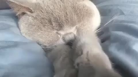 Sleeping cat in bed