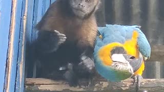 Monkey Feeds Macaw Parrot