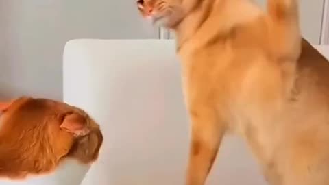 Funniest dog and cat couple