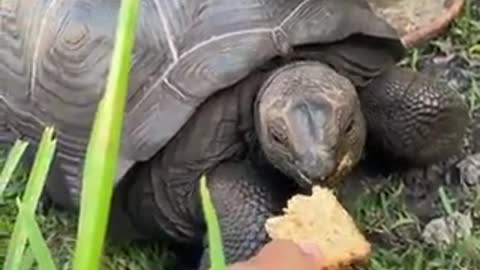 Giant turtle feeding