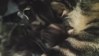 momy cat taking care of her babies