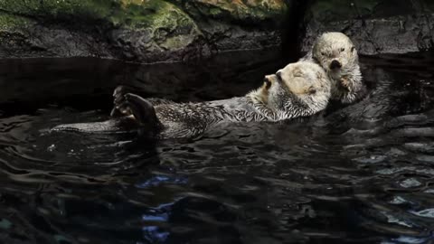 sea otters swimming - good morning