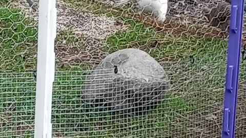 Phineas and Ferb the pheasants at Flock it Farm