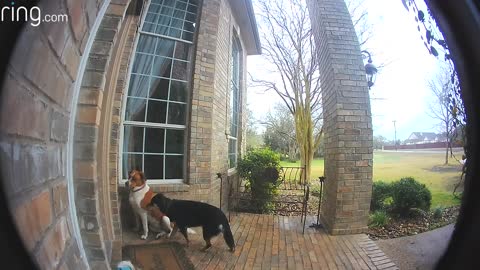 Dogs using doorbell to get attention after training