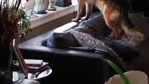 German shepherd jumps on black couch to look outside window