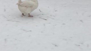 Tater Tot is out for a walk on a snowy spring morning