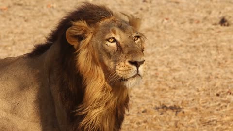 Terrible lion yawns