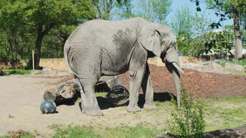 African elephant walking in Zoo in sunny weather. Large animals