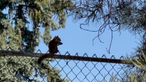 A squirrel eats on park fences