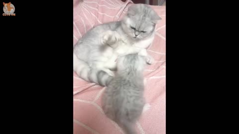 😍 Mother Cat And Kittens 🐱 Funny and Cute Cats Compilation 2020 - CuteVN
