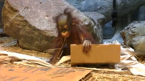 Sweet Baby Orangutan Playing and Exploring Her Enclosure Pt.2