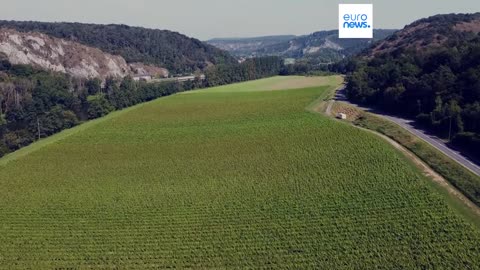 How are Belgian vineyards adapting to climate change?