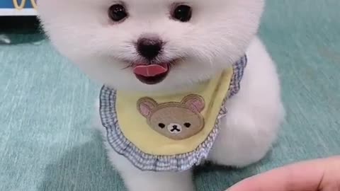 White small Dog