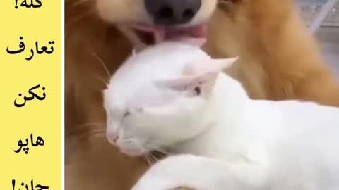 A dog that bites a cat's head