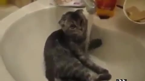 Cat's in bathroom funny video