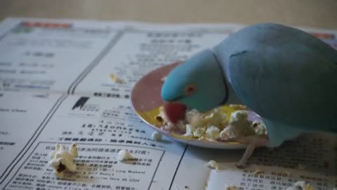 Parrot Love Popcorn