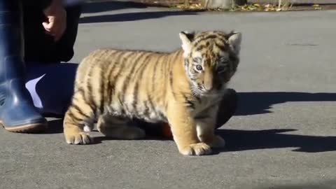Very cute little tiger