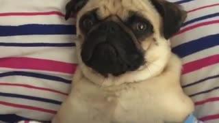 Cutest pug having a very lazy day in bed