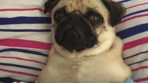 Cutest pug having a very lazy day in bed