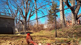 Beautiful Cardinal March 5, 2021