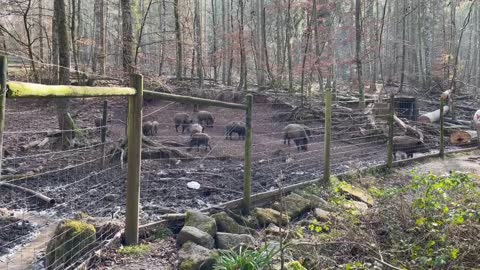 Дикие кабаны в лесу, семья. Зоопарк. Wildschweine. Zoo. Wild pigs. Rottenburg am Neckar. 06.03.2022