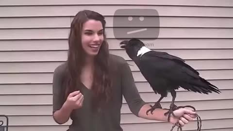 Funny crow 🤣