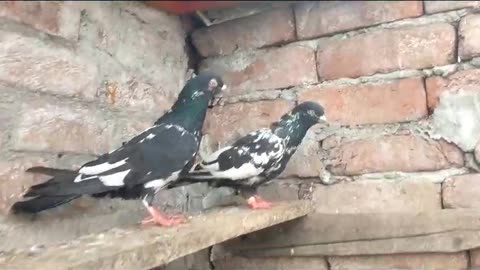 Beautiful pigeon breeder pair best flying