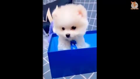 Cute dog dance video