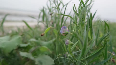 Grass Flower, Zephyrlily