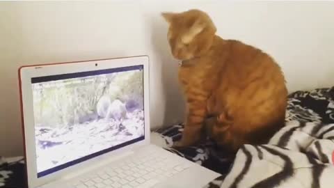 Funny and Cute Cat Videos #291
