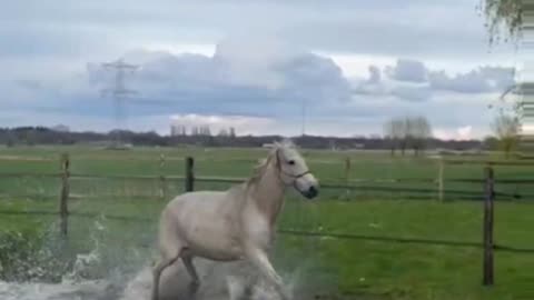 Horse Suddenly Decides He Needs a Bath