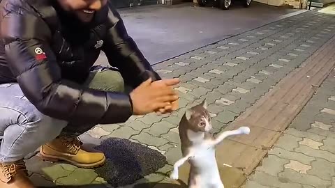 Dancing cat -street show