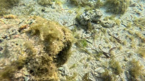 Snorkeling Adventures Philippines. Shallow water snorkeling with a lot of sealife around.