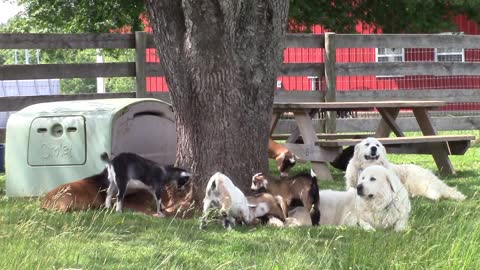 Farm dog has front row seat to hilarious baby goat battle
