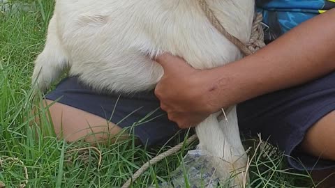 so cute white goat