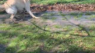 Stevie the WonderDog Splashing in Puddles