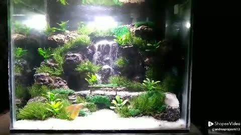 Mini tank aquarium
