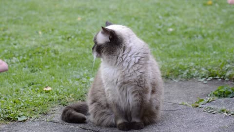 Cat British Shorthair Chocolatepoint