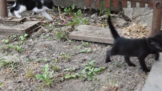 Kittens play in the garden