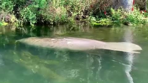 Adult Manatee Eating Along The River Edge