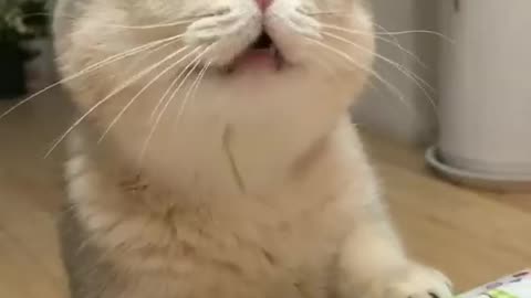 Cute funny cat