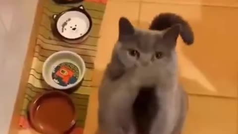 Funny cats video😂